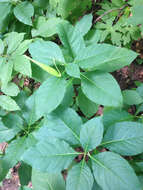 Image of poke milkweed