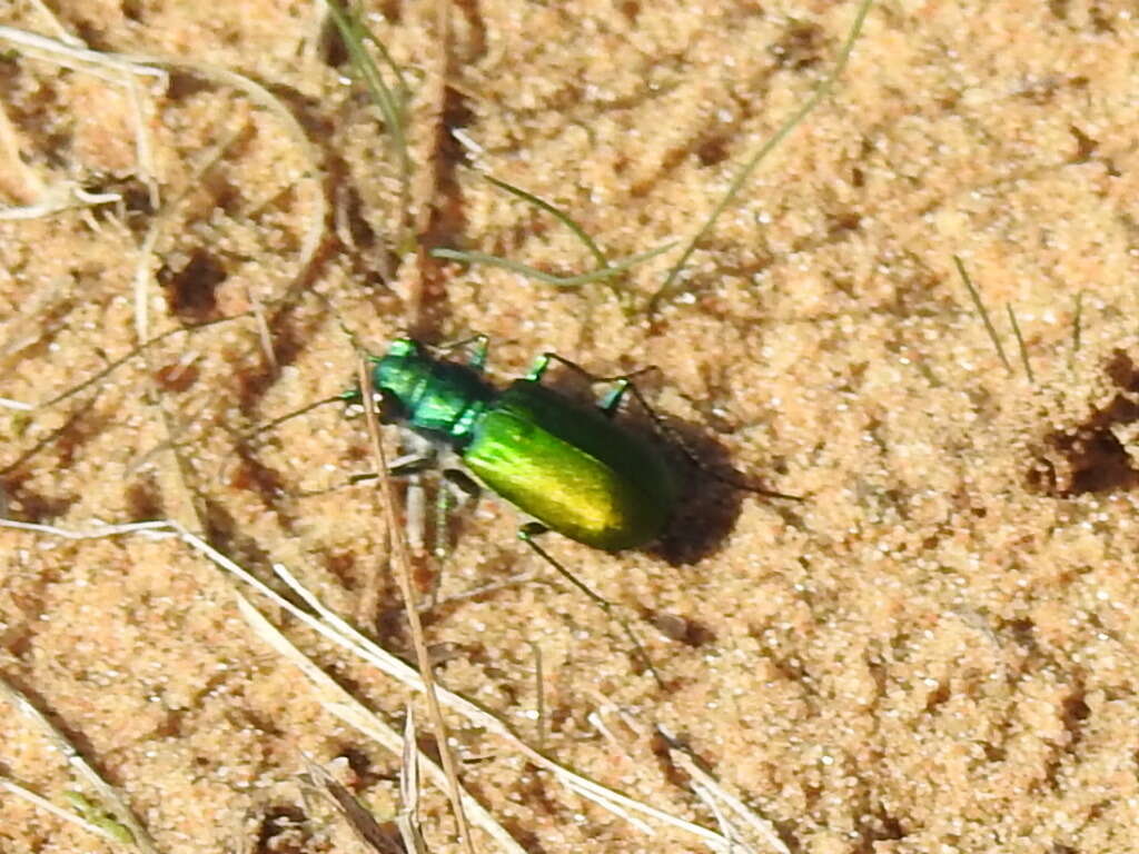 Image of Cicindela (Cicindela) scutellaris flavoviridis Vaurie 1950