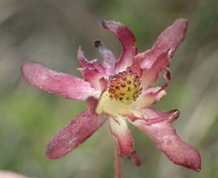 Image of Knowltonia vesicatoria subsp. humilis H. Rasmussen