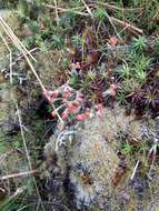 صورة Cladonia bellidiflora (Ach.) Schaer.