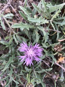 Sivun Centaurea aspera subsp. aspera kuva