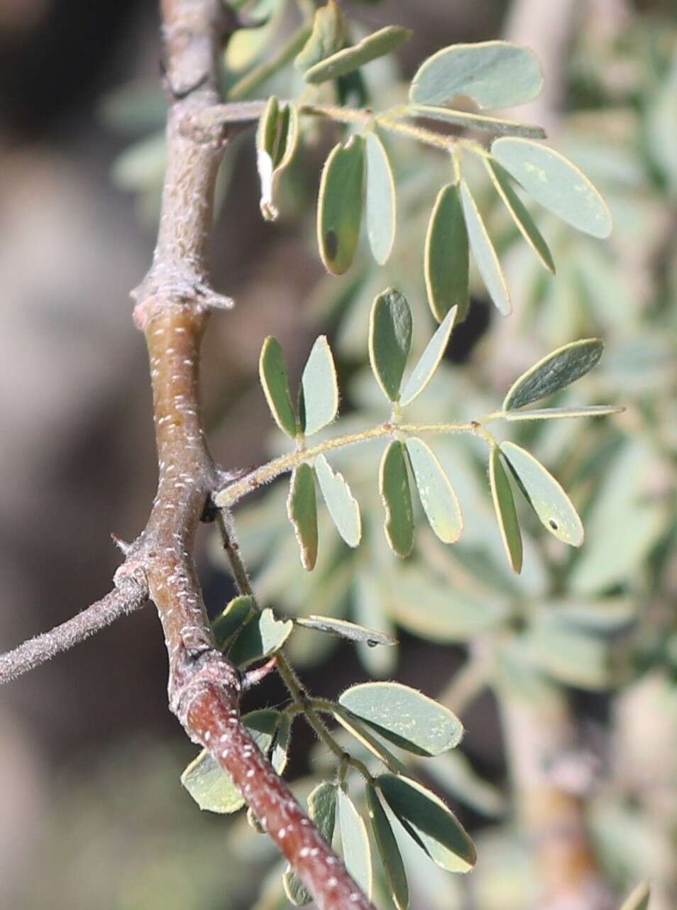 Sivun Senegalia mellifera subsp. detinens (Burch.) Kyal. & Boatwr. kuva