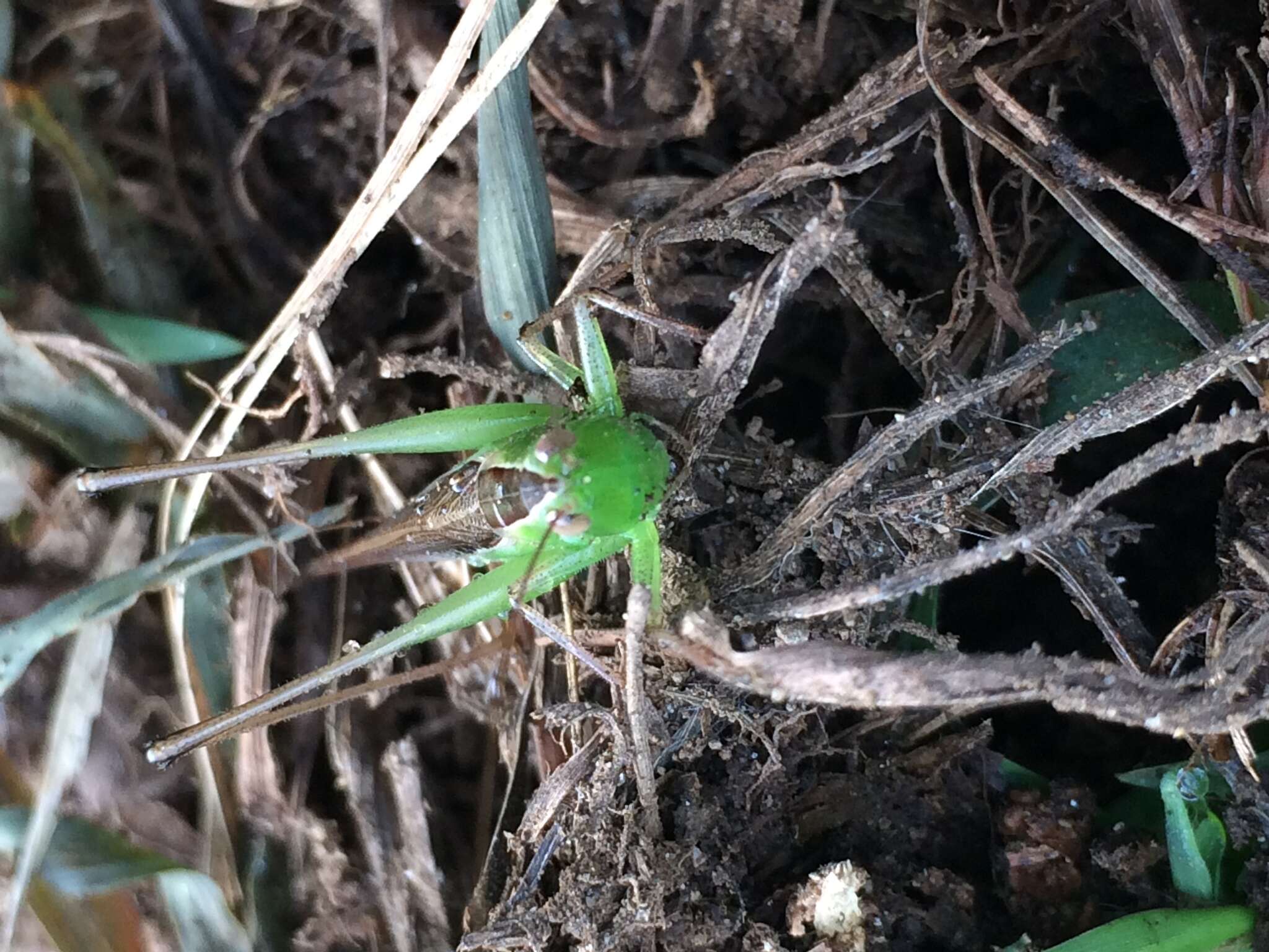 褐背細斯的圖片