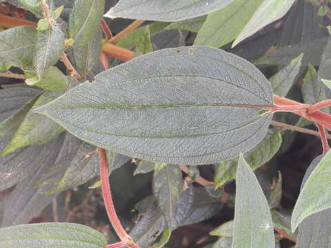 Image de Tibouchina mollis (Bonpl.) Cogn.