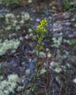 Image de Solidago nemoralis Ait.