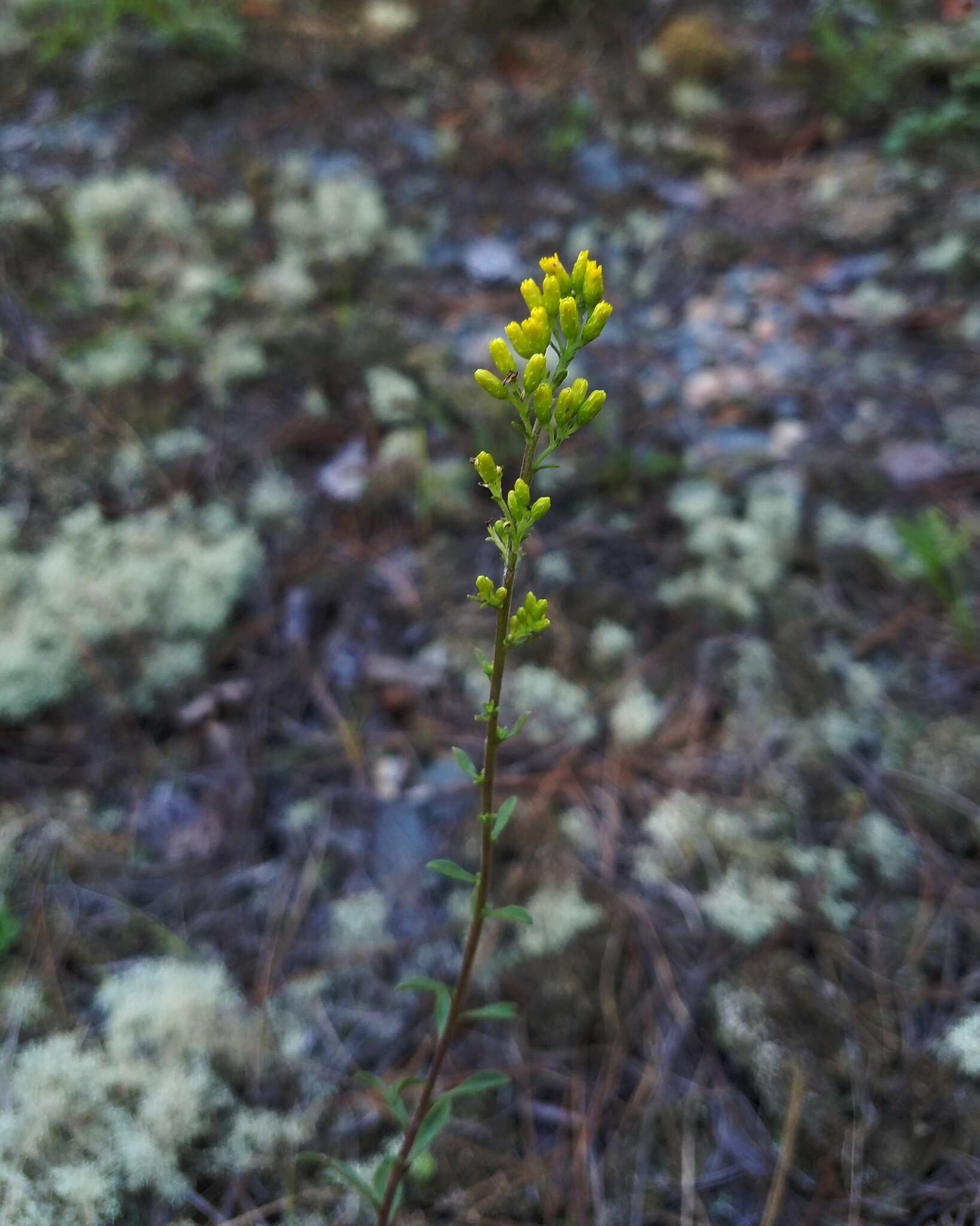 Image of gray goldenrod