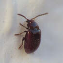 صورة <i>Orestia punctipennis</i>