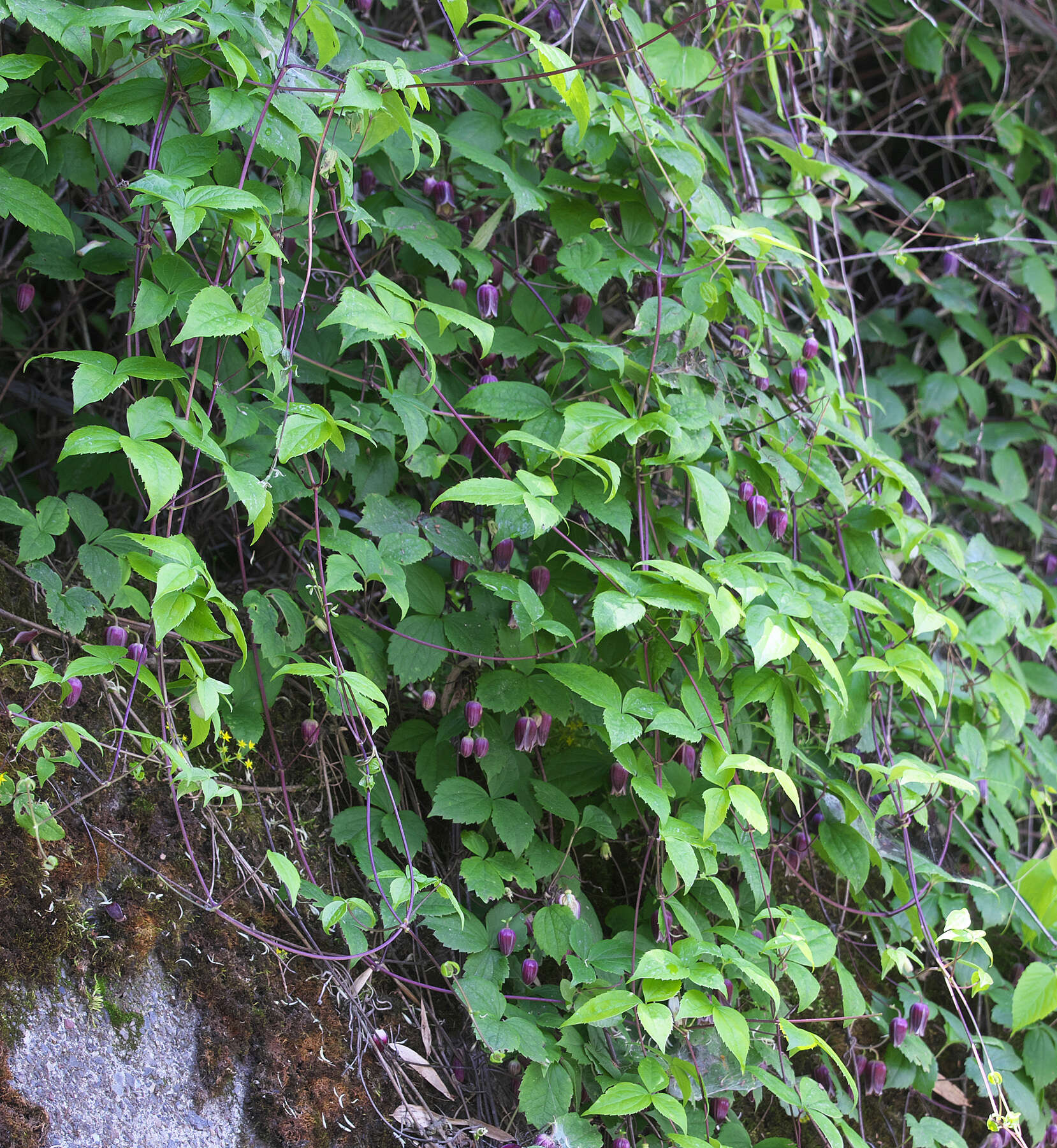 Image of Clematis japonica Thunb.