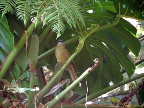 Image of Stripe-cheeked Greenbul