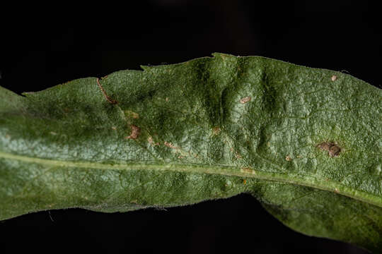 Image de Symphyotrichum greatae (Parish) G. L. Nesom