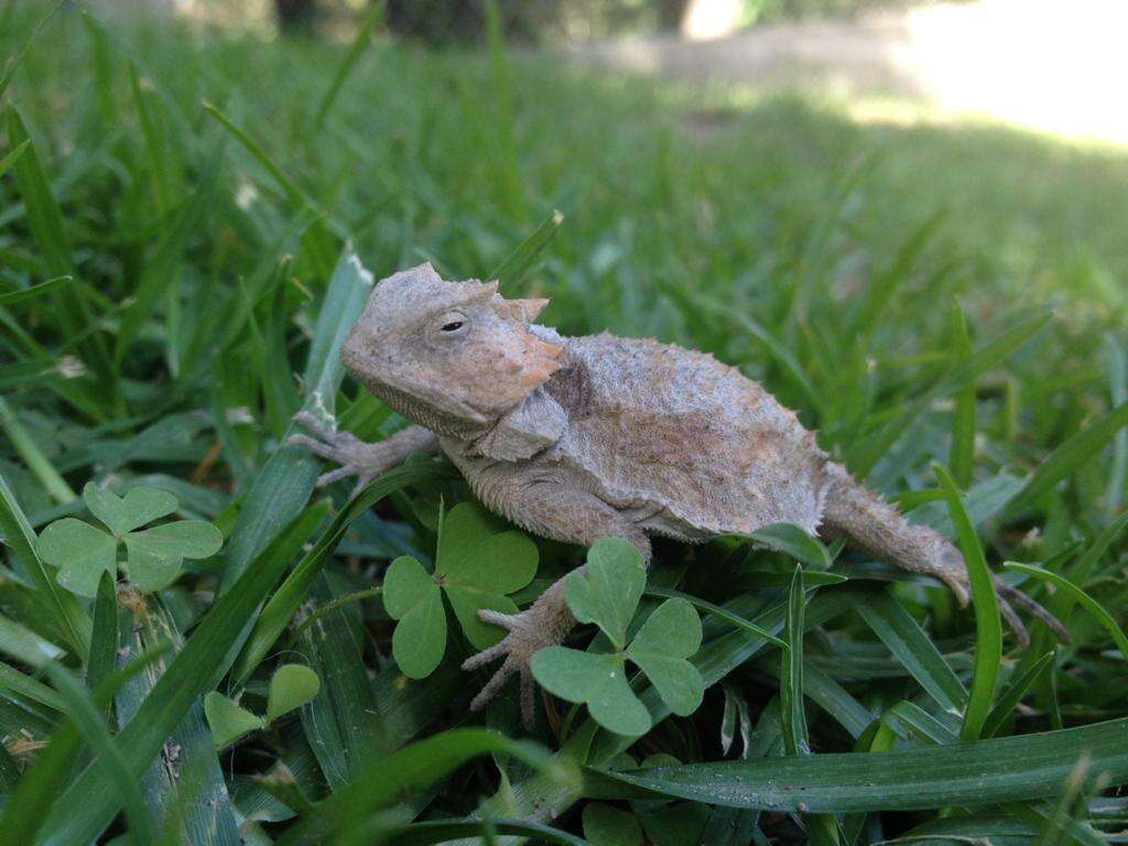 Image of Short-tailed horned lizard