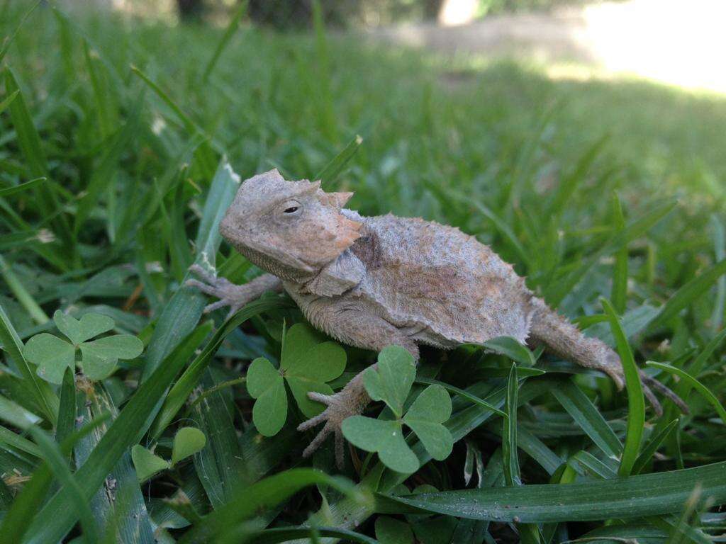 Phrynosoma braconnieri Duméril & Bocourt 1870的圖片