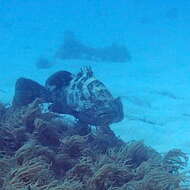 Image of Malabar Grouper