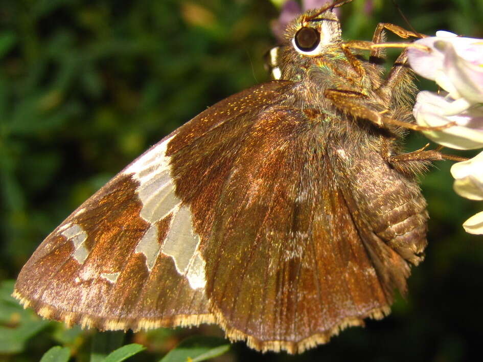 Image of Lobocla bifasciatus Bremer & Grey 1853