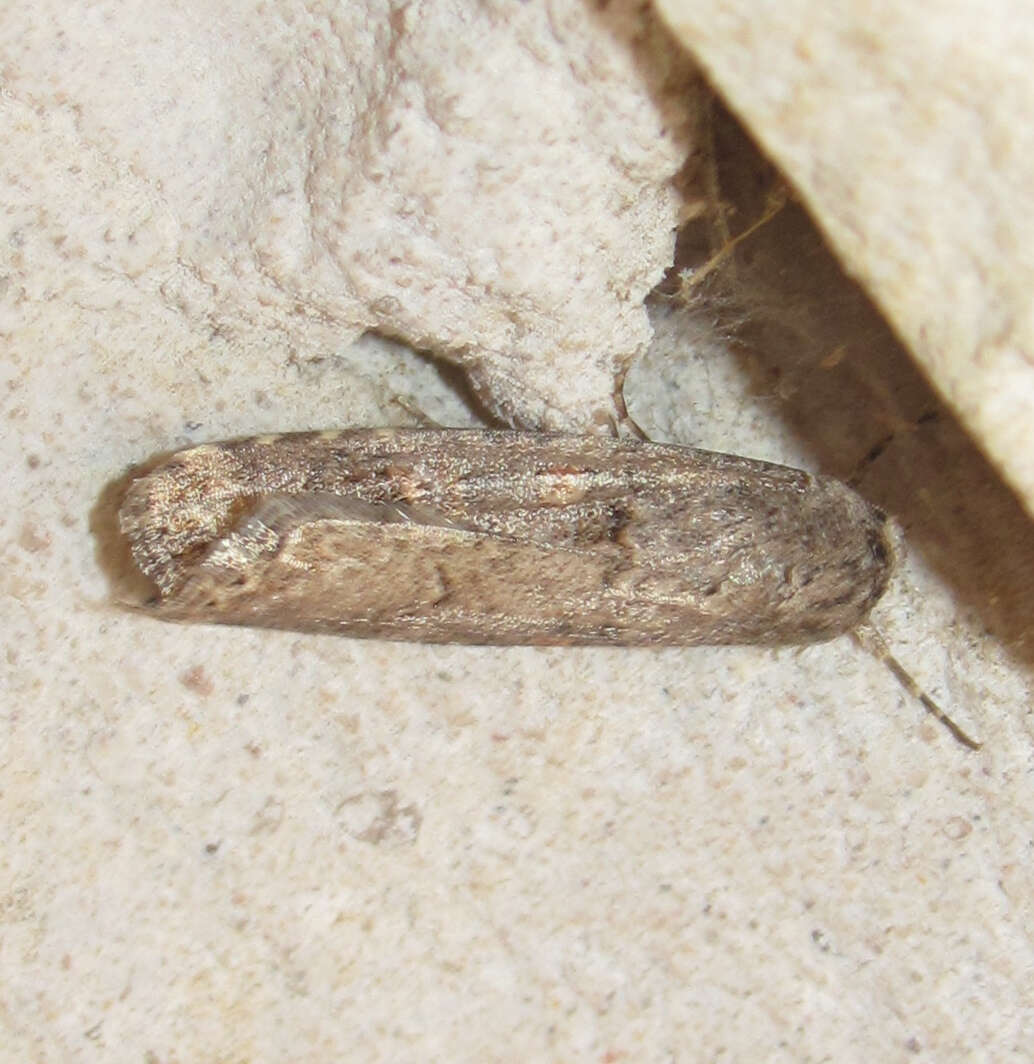 Image of beet armyworm