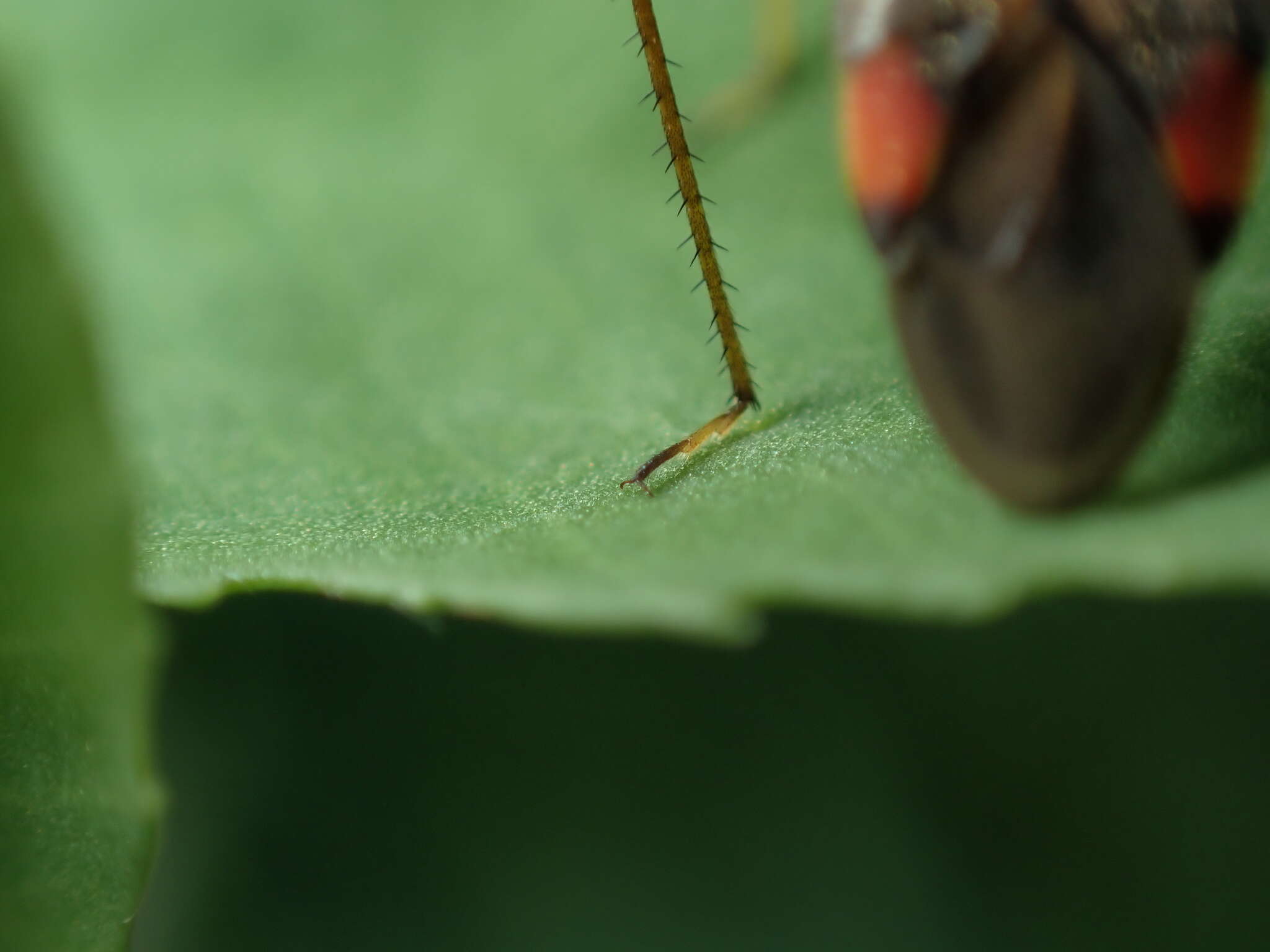 Adelphocoris seticornis (Fabricius 1775)的圖片