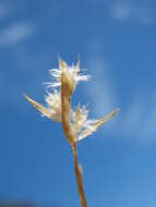 Image of Rytidosperma pauciflorum (R. Br.) Connor & Edgar