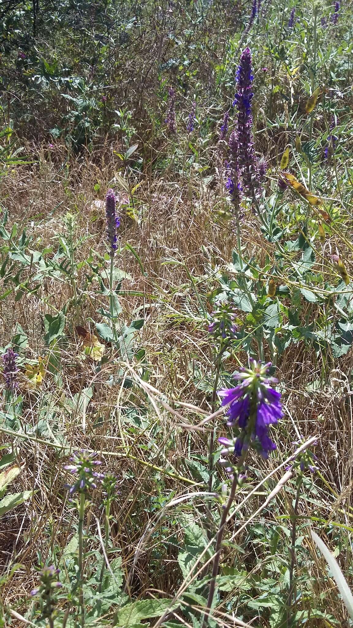 Image of European bellflower