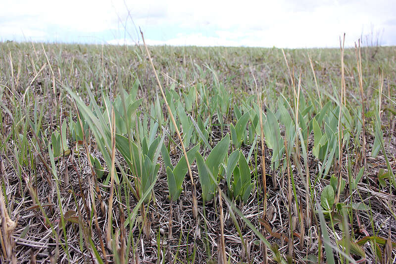 Image of stool iris