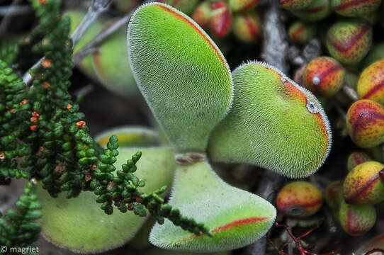 Image of Crassula atropurpurea (Haw.) D. Dietr.