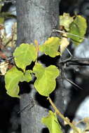 صورة Marsdenia rubicunda (K. Schum.) N. E. Br.