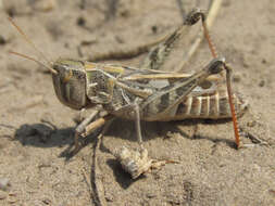 Image of Four-spotted Grasshopper