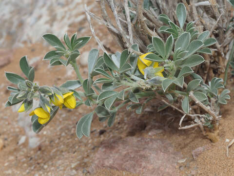 Слика од Crotalaria colorata Schinz