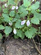 Image de Stemodiopsis buchananii var. buchananii