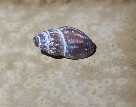 Image de Amphissa versicolor Dall 1871