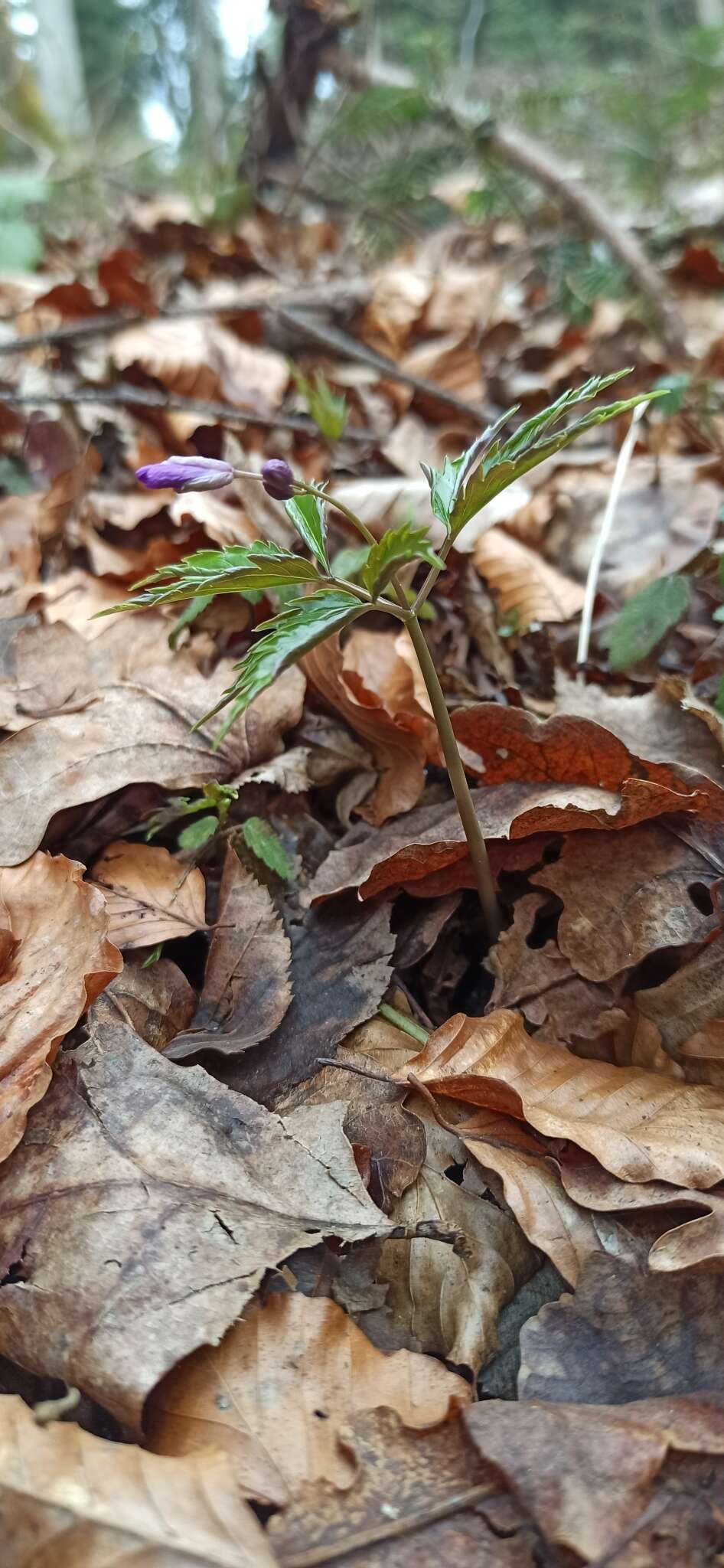 Image of Cardamine glanduligera O. Schwarz