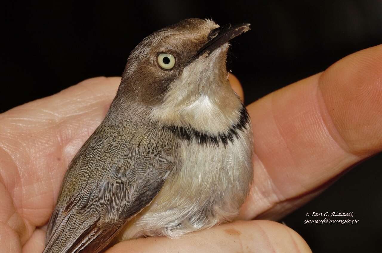 Image of Apalis thoracica rhodesiae Gunning & Roberts 1911