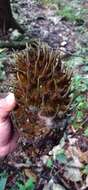 Image of Matelea magnifolia (Pittier) R. E. Woodson