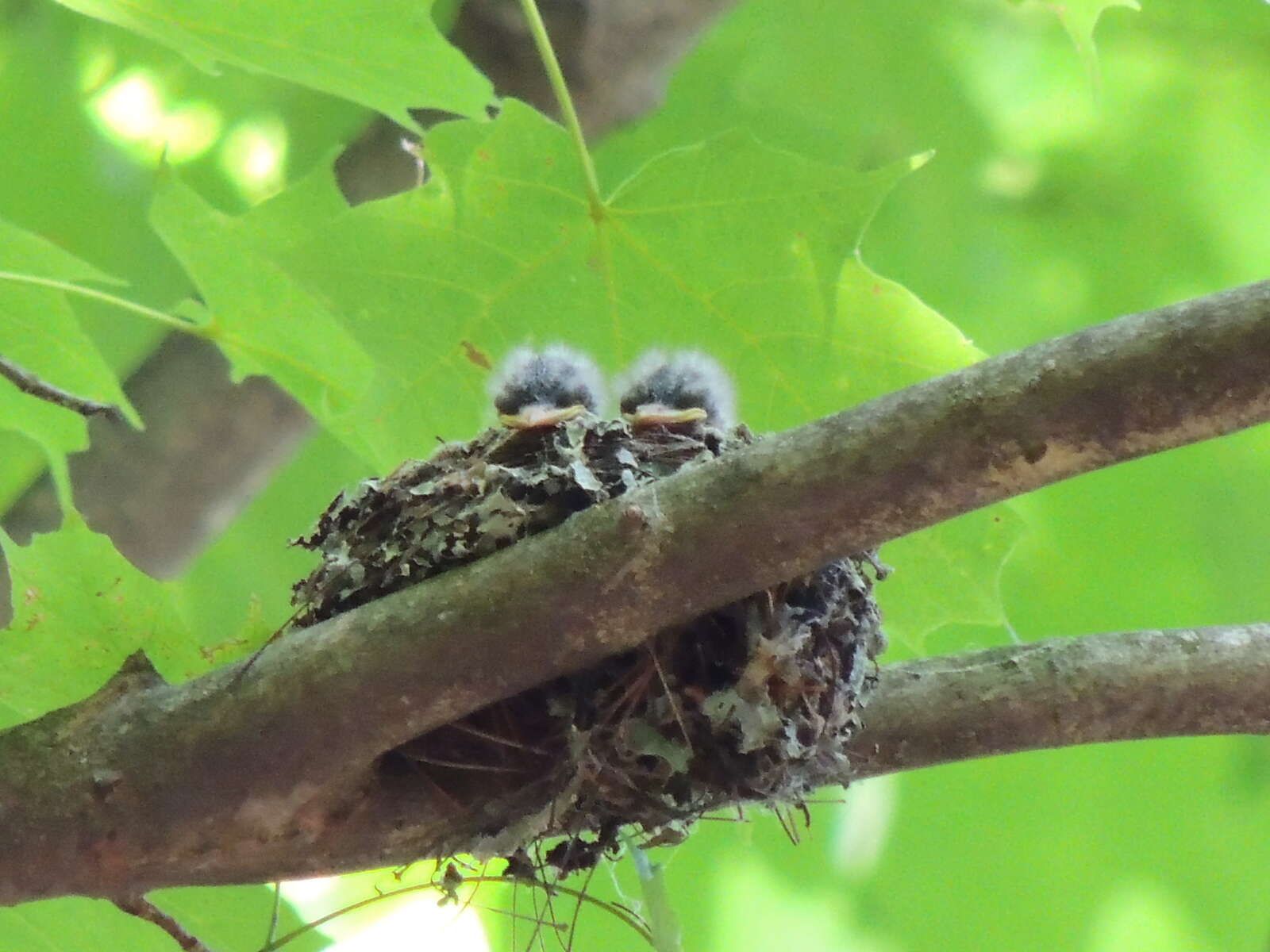 Image of Eastern Wood Pewee