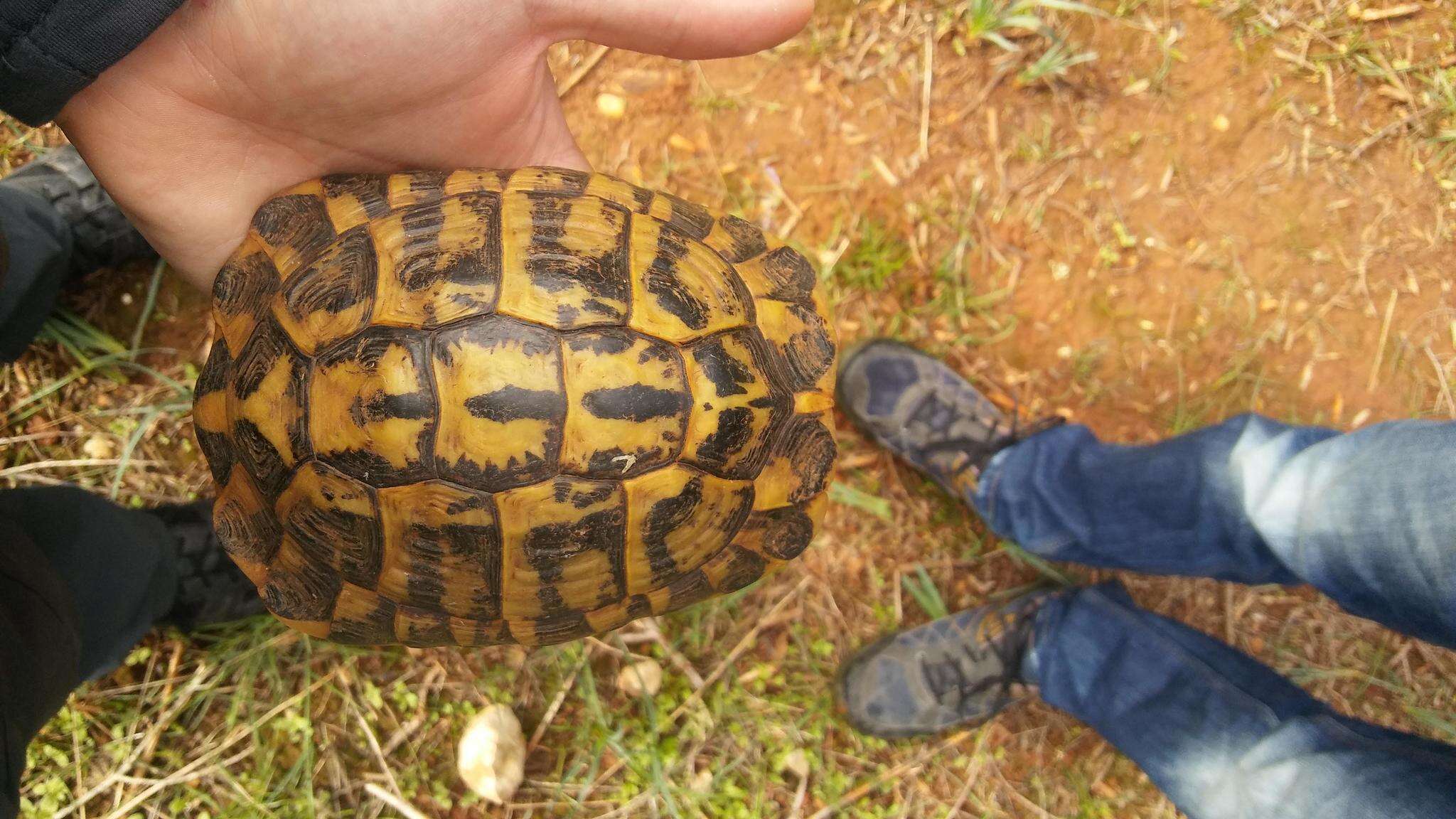 Image of Western Hermann's Tortoise