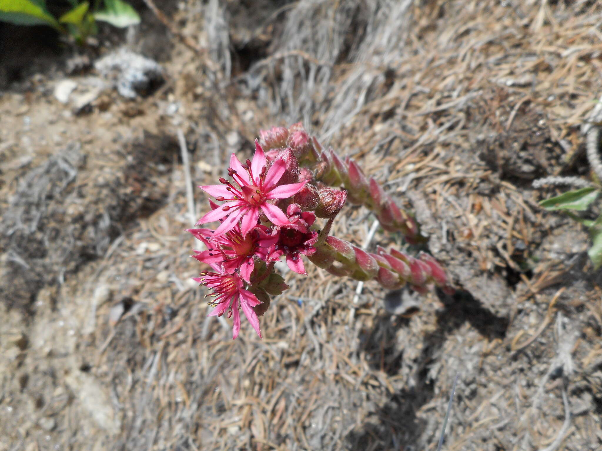 Image of Cobweb Houseleek