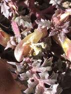 صورة Pedicularis semibarbata var. charlestonensis Pennell & Clokey