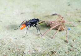 Image of Spider wasp