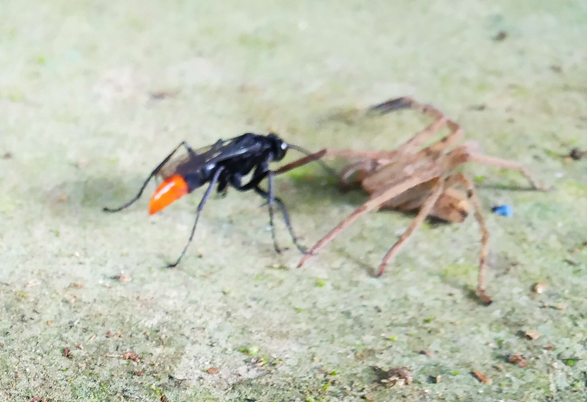 Image of Spider wasp