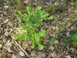 Image of box-leaf honeysuckle