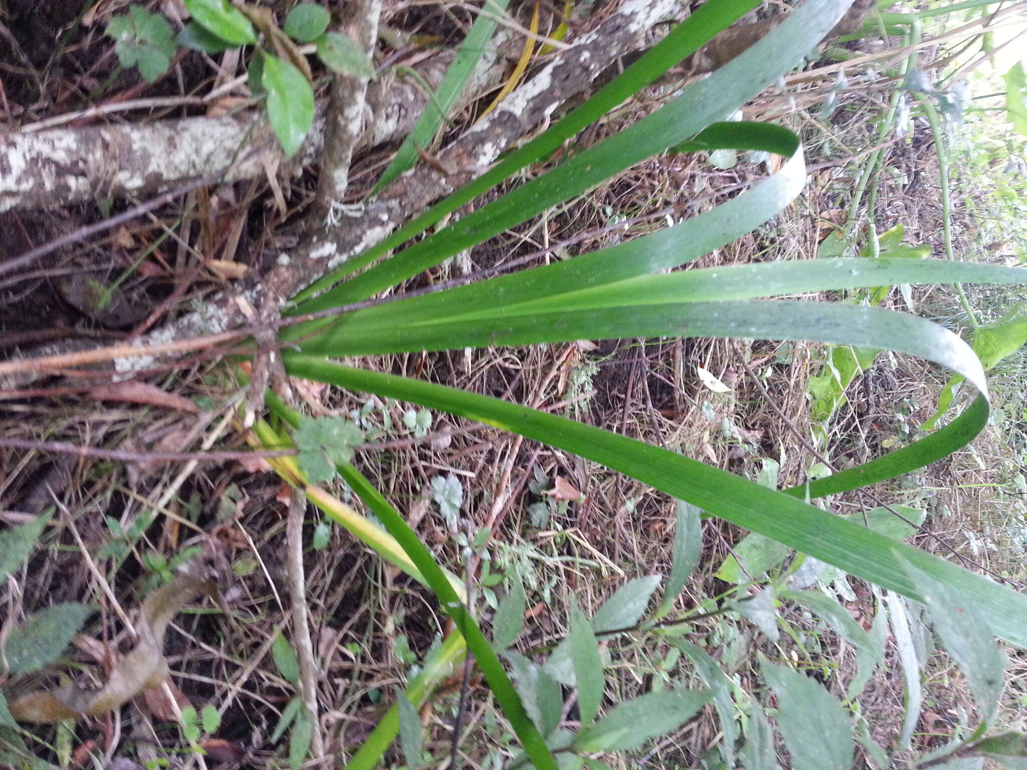 Image of stinking iris