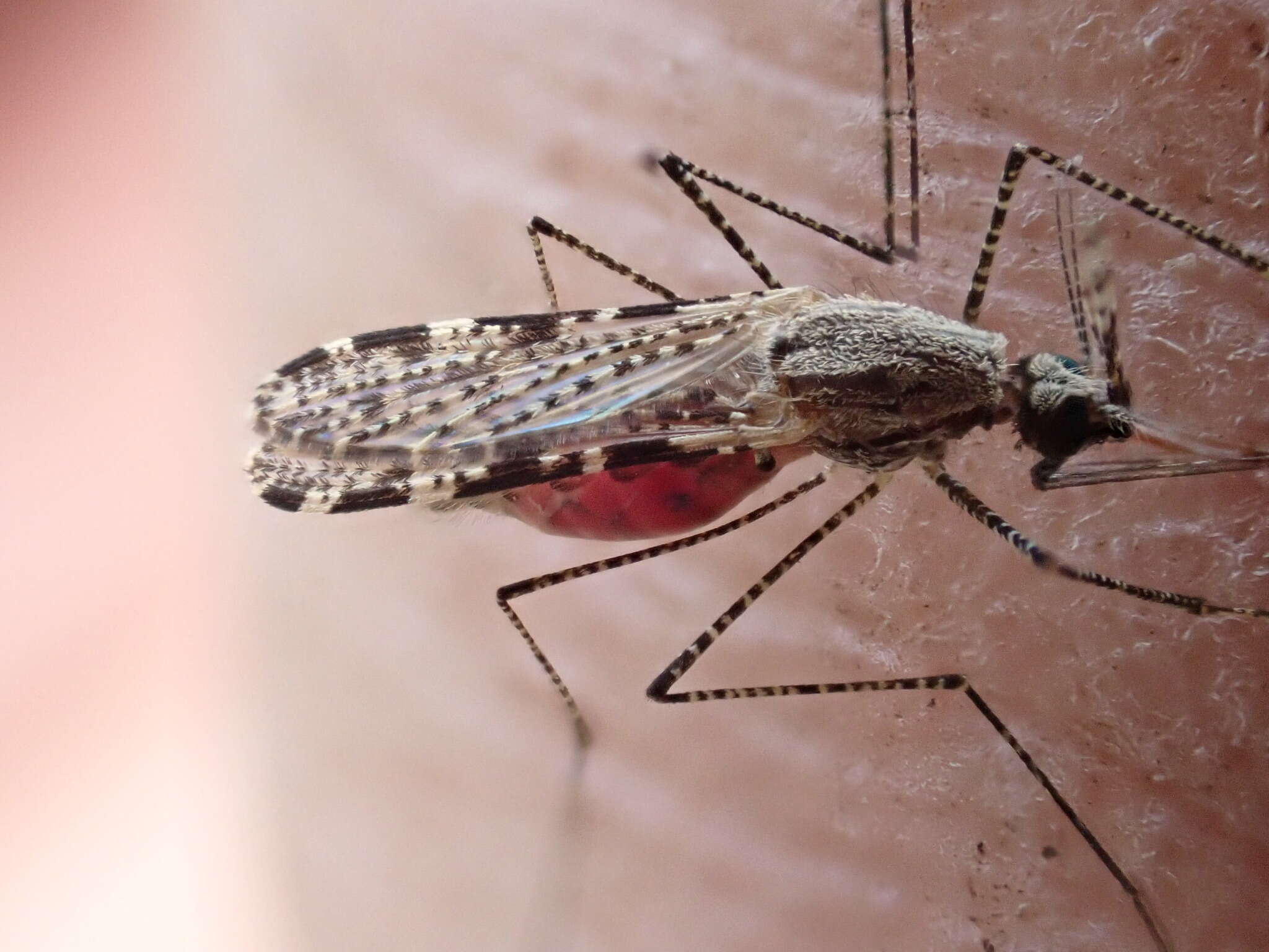 Image of Anopheles annulipes Walker 1856