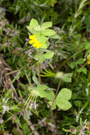 Image of Southern Bird's-foot-trefoil