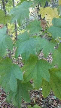 Image of castor aralia