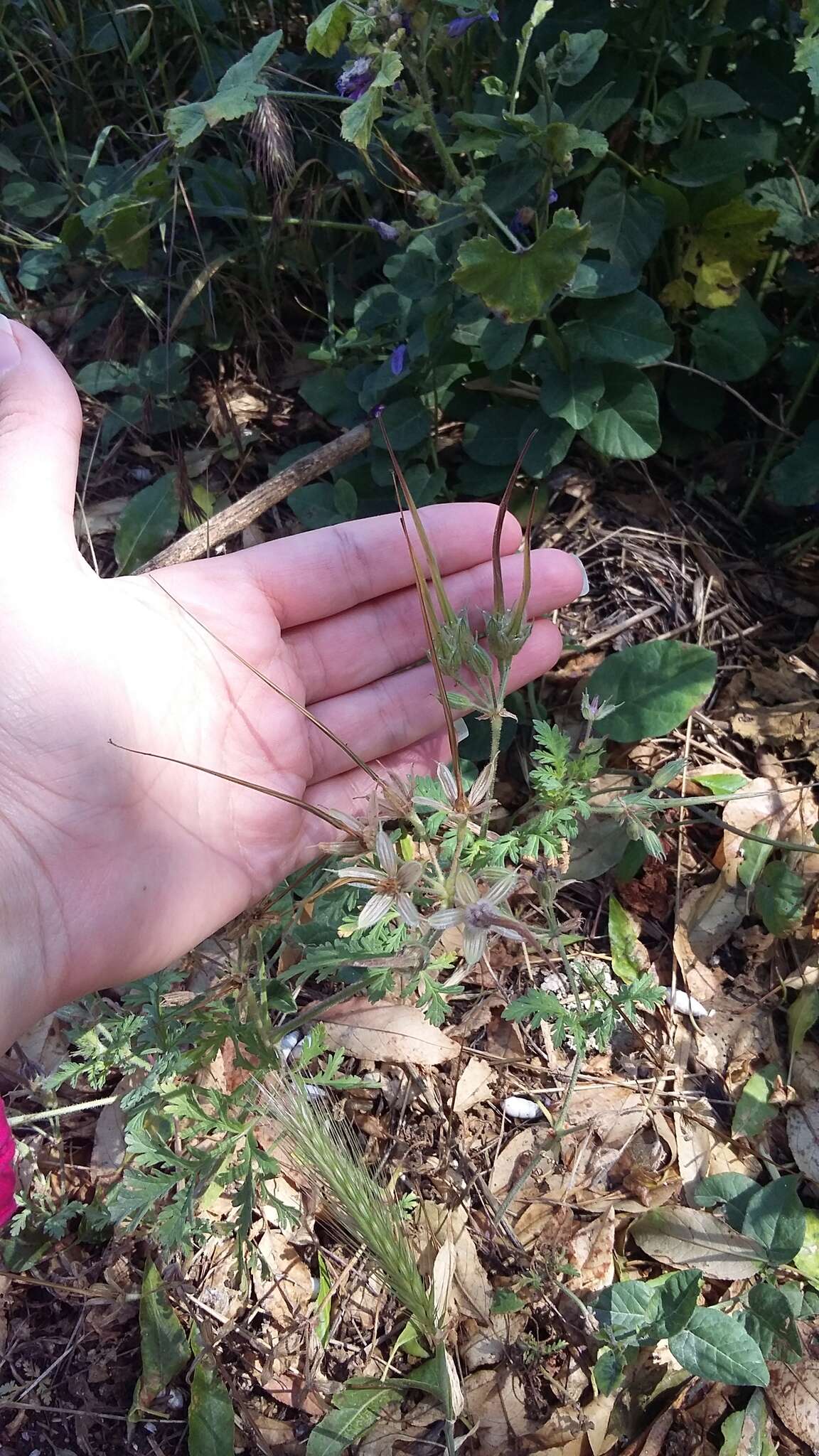 Erodium ciconium (L.) L'Her. resmi