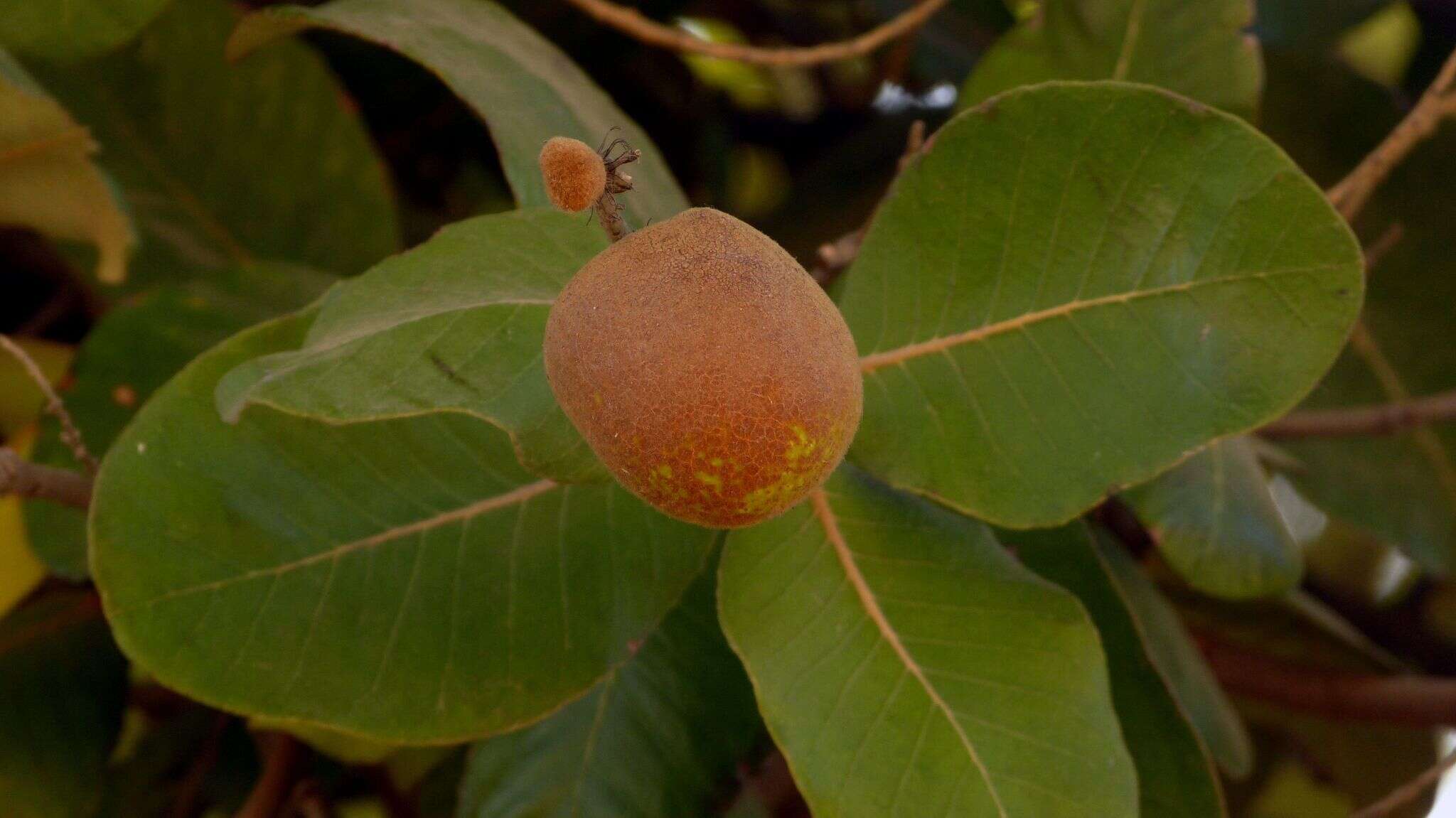 Sivun Neocarya macrophylla (Sabine) Prance ex F. White kuva