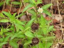 Image de Hyptis lantanifolia Poit.