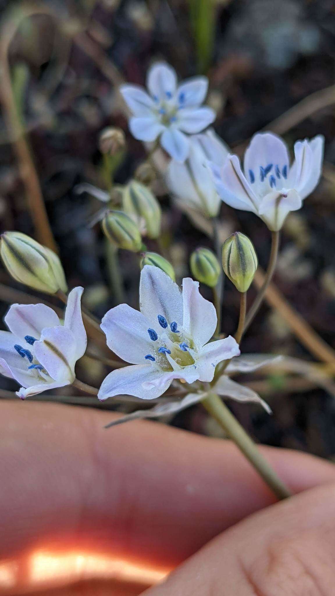 Image of Triteleia lilacina Greene