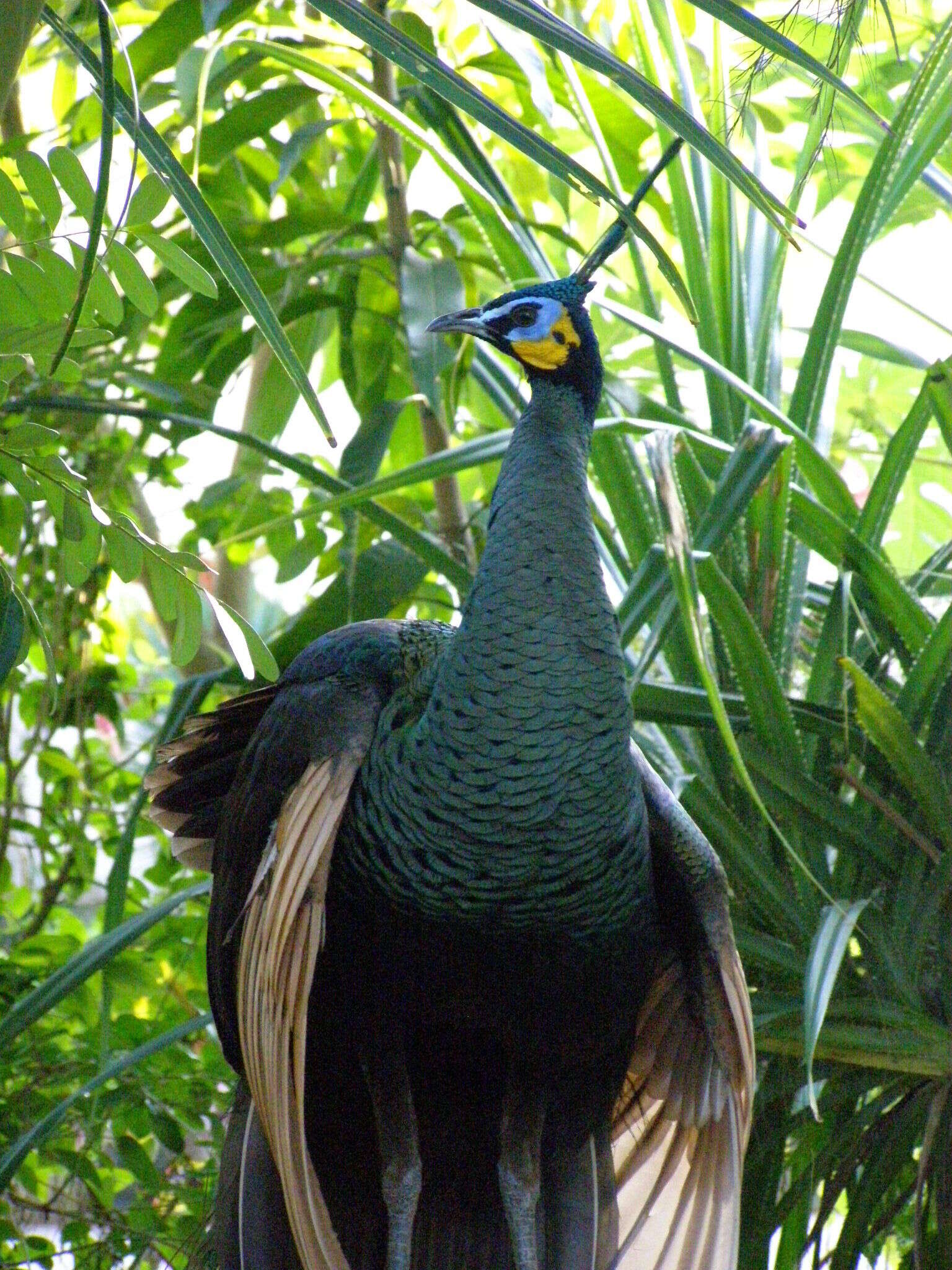 صورة Pavo muticus spicifer Shaw 1804