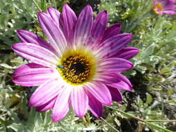 Image of African daisy