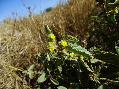 Image of waltheria